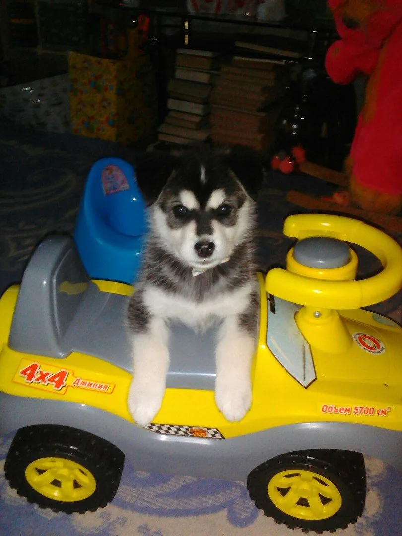Аватар