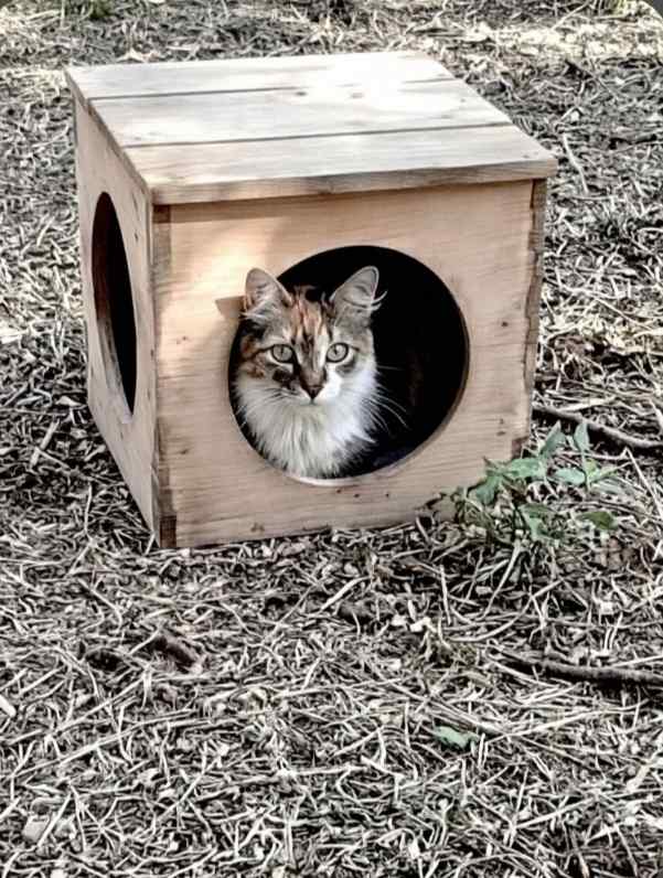 Мурзик любит играть с рыбой на удочке.) 