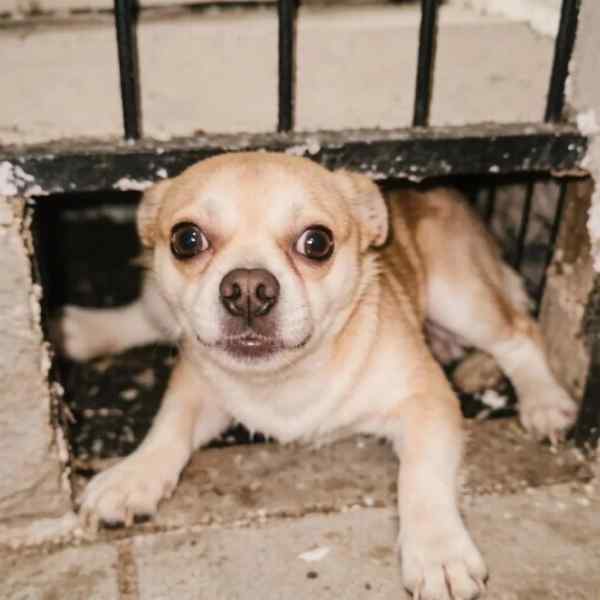 🐶 думает, что слово Нельзя это название вкусняшки
