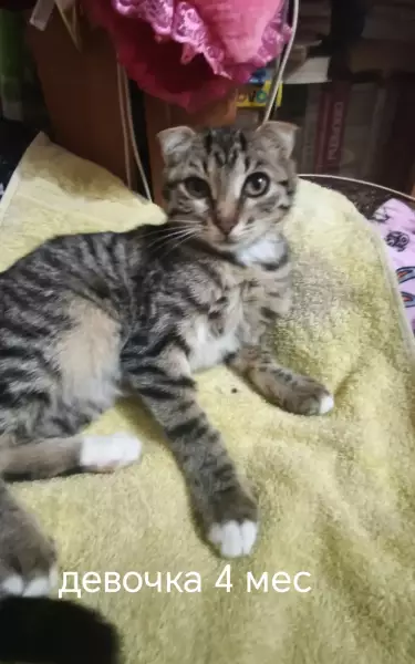 В добрые ручки пристраиваем вислоухую кошечку 4 мес. Лоток знает.
+79787938724